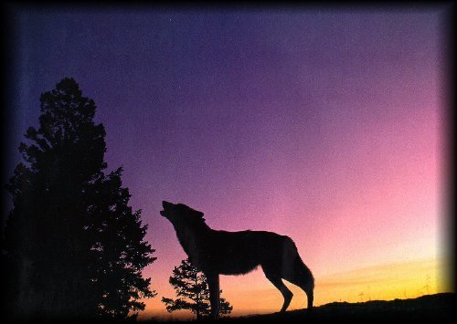 wolf78.jpg